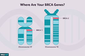 BRCA1 Gene of Breast Cancer