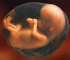 Moral Status of the Fetus