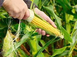 Use of Genetically modified organisms (GMO) in food production