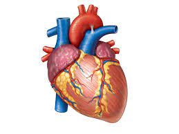 Cell injury off the Heart Muscle